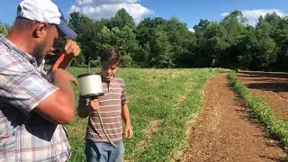 How to properly discourage crows from pulling up your corn!