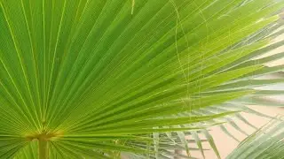 Nature plants leaves background Title videos| Free footage| Leaves falling stock footage | Trees |