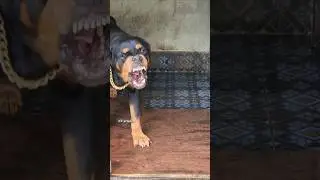 dog barking sound angry loud video #rottweiler #angrypuppy #funnyanimal #angrydog #puppyface #puppy