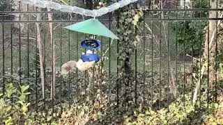 An agile tree-dwelling rodent attempts to steal bird food despite many obstacles.