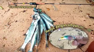 MANCING CASTING❗❗❗Casting Begal Tepat di Sarangnya dengan Satu Umpan❗❗❗