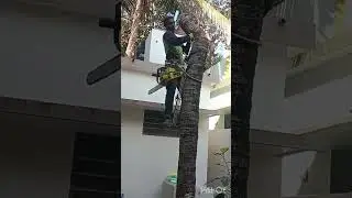 Best coconut tree cutting Ramesh Nagercoil 9003570690