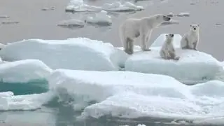 The Great White Bear by Kieran Mulvaney
