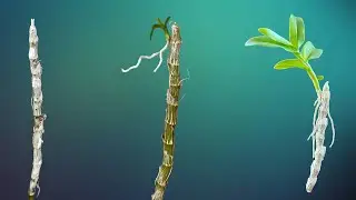 The Development Process of Orchid Keiki | From Dry Stem to Seedling