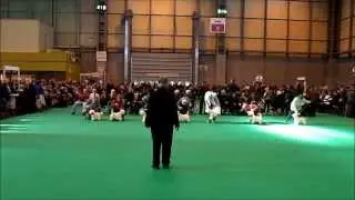 Crufts 2014 - Limit Dog