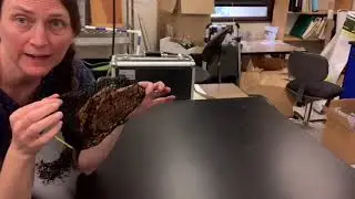 Leaf litter bag