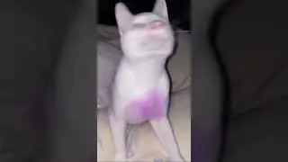 GROOVY CAT GROOVY CAT GROOVY CAT#GROOVYCAT #GROOVY #CAT