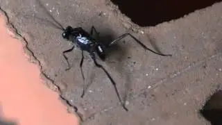 Evania appendigaster ensign wasps (Evaniidae) vespa-bandeira