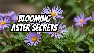 Aromatic Aster Plant CARE Secrets You Need To Know