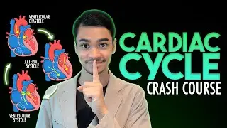 Cardiac Cycle Crash Course [In-Depth] - ThatBioTutor