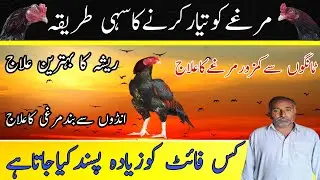 Aseel Murga ka Resha Ka Ilaj | Aseel Discussions And Information | Aseel Murga ki Chandi Ka Ilaj
