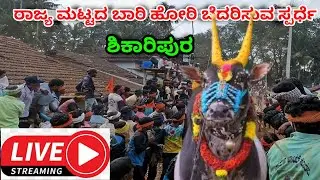 ಶಿಕಾರಿಪುರ ಹೋರಿ ಹಬ್ಬ ಲೈವ್ 🔴 Shikaripur hori habba live 🔴 #horihabba #2025