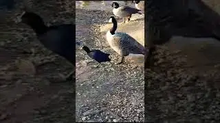 Funny little coot bird among big geese and swans