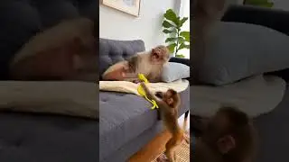 Baby Monkey Pulled the Craziest Snake Prank Ever 🐍🤣#monkey #funny