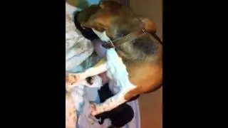 Beagle giving birth