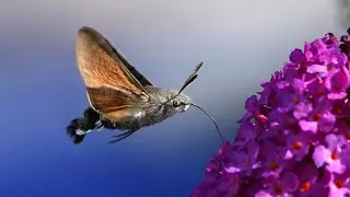 Humming-bird Hawk-moth and Painted Lady | Butterfly Conservation
