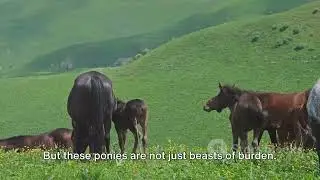 Lesotho's Highland Ponies: Africa's Mountain Companions