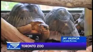 TORONTO ZOO - REPORT BY JAY VALENCIA FROM EBC CANADA BUREAU