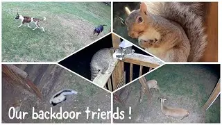 Our Backyard Friends! | Janet and Kate