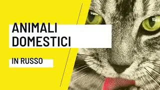 ANIMALI DOMESTICI IN RUSSO