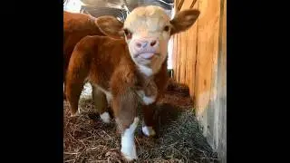 Insane Transformation! From Cute Calf to Giant Cow 💥🐄