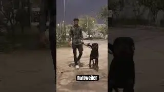 Cheema is a best friend ever 🤜🏻🤛🏻 #dog #doglover #dogshorts #shorts #shortsfeed #shortsyoutube