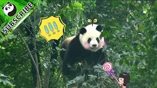 This Panda Managed To Hang On A Tree Branch! | iPanda