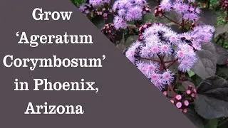 Grow Ageratum corymbosum Blue Mist Flower, Floss Flower, Flat-top Whiteweed, in Phoenix Arizona