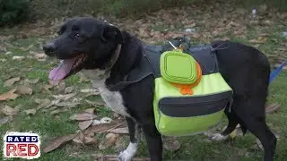 How to Pack a 72-Hour Bug-Out Bag for Your Dog
