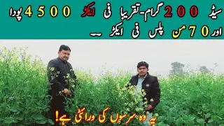 Mustard Farming Raya Toria Canola seeds selection advanced technology in Pakistan and India