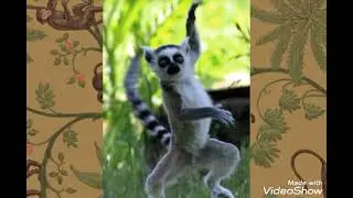 #3 Monitos, Lemures y mas Primates Chistosos y Tiernos / Funny and cute Primates