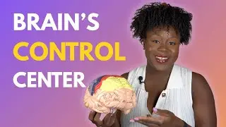 Executive Functions Explained | Prefrontal Cortex 101