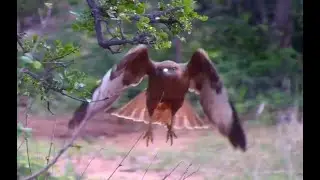 Brown Snake Eagle. africam Live. 27 November 2022