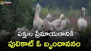 పక్షుల ప్రేమాయణానికి పులికాట్ ఓ బృందావనం | Pulicat Bird Sanctuary |