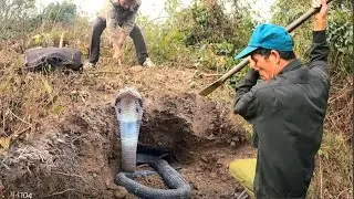 searching for a group of extremely poisonous snakes hiding in the bushes along the forest edge.