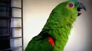 Parrot sings Mozart's 