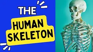 The HUMAN SKELETON | Functions | Human body | Movement | Protection | Shape | Blood Cells | Minerals