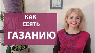 ГАЗАНИЯ (ГАЦАНИЯ) Как сеять газанию на рассаду