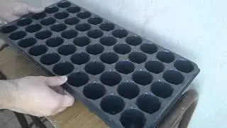 #03 Siembra de pino negro (Pinus Thunbergii seeding) - Parte 1
