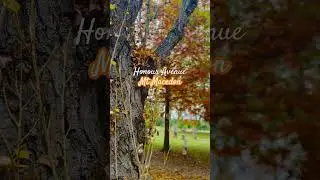 Autumn Splendor along Honour Avenue, Mount Macedon