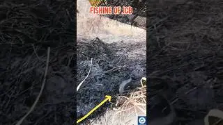 Fish Discovery in an Irrigation Canal | Unexpected Catch Beneath the Water #fishing #shorts