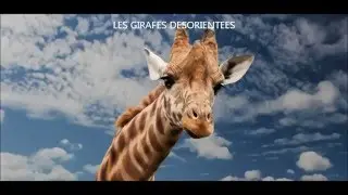 Les Girafes D&eacute;sorient&eacute;es - Ch'uis en r'tard