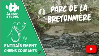 Entraînement des chiens courants sur sanglier - Parc de la Bretonnière, Montfalcon (38) - 27/03/2019