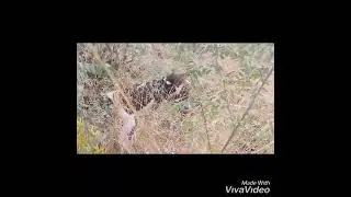 partridge hunting season 2021/22