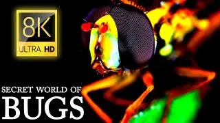 SECRET WORLD OF BUGS 8K ULTRA HD