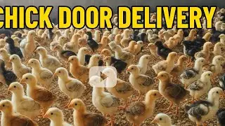 தூயபெருவிடை அசில்நாட்டுக்கோழி #csspoultryfarm #poultryfarm #farm #நாட்டுக்கோழி