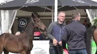 Incanto (Asgard&rsquo;s Ibiza x Sancisco x Argentan) 2025 Landtage Nord Fohlenchampionat