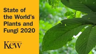 State of the World&rsquo;s Plants and Fungi 2020