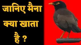 Myna Healthy food ! Myna kya khata hai ? In Hindi/Urdu !!