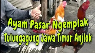 AYAM PASAR NGEMPLAK TULUNGAGUNG JAWA TIMUR ANJLOK